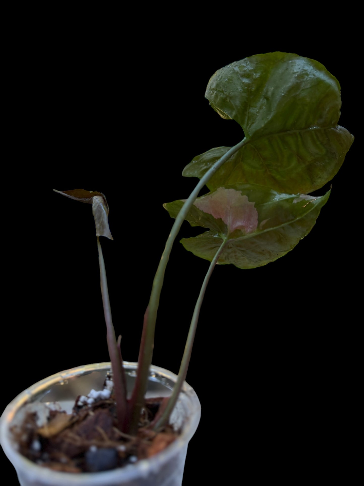 Syngonium Strawberry Ice #0009