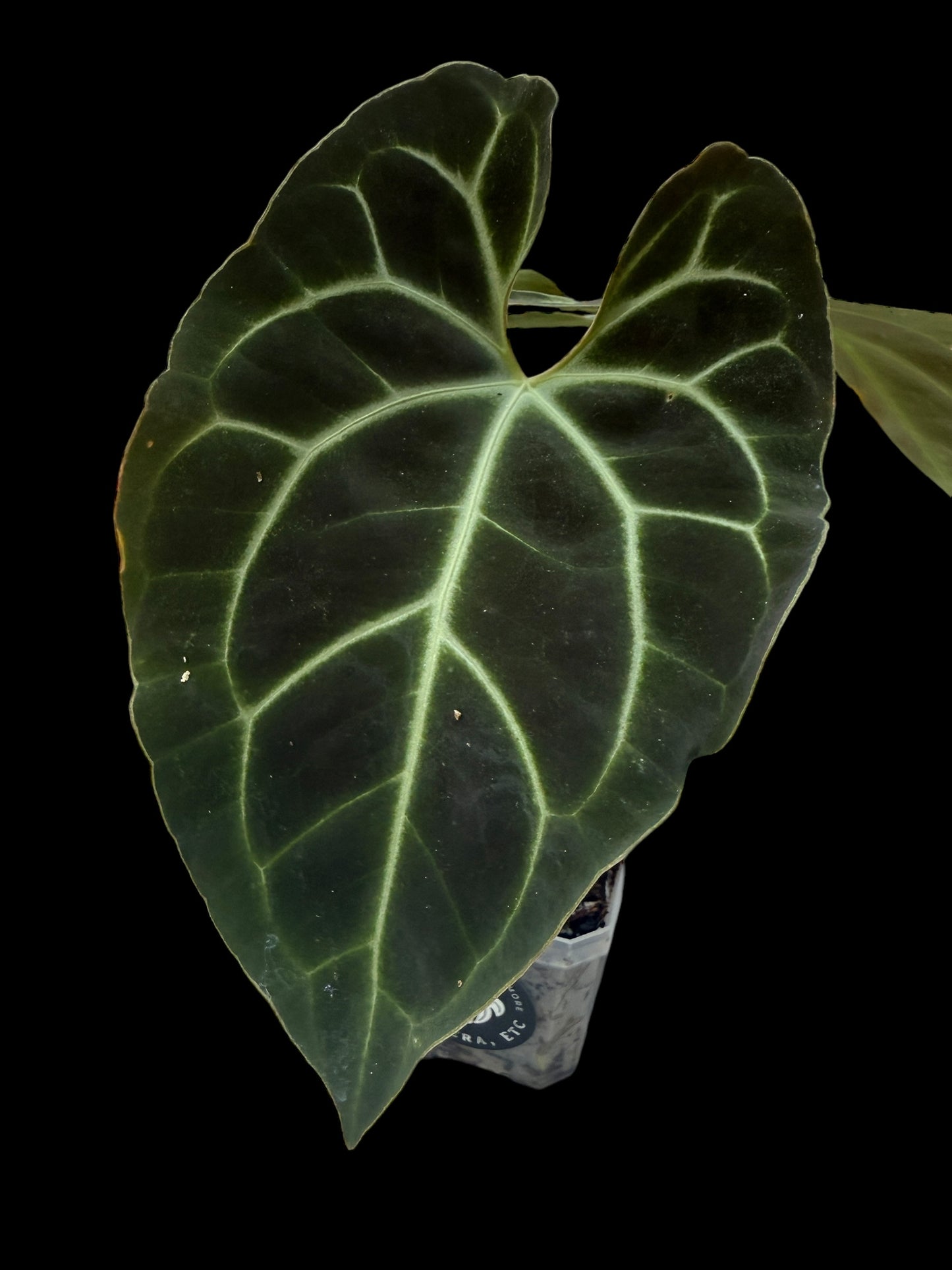 Anthurium Besseae #0011