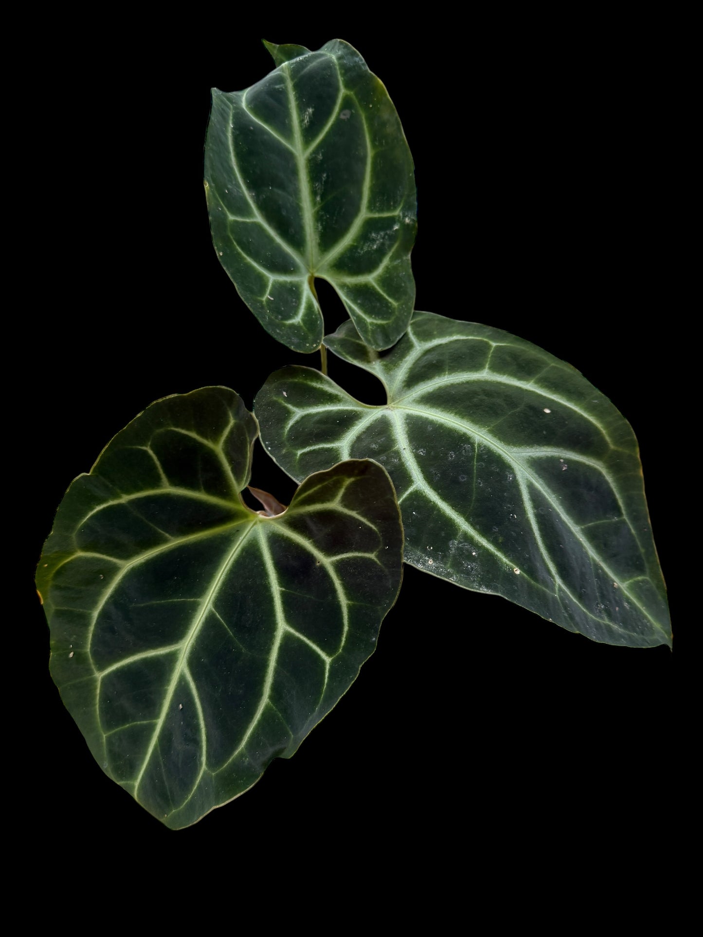 Anthurium Besseae #0011