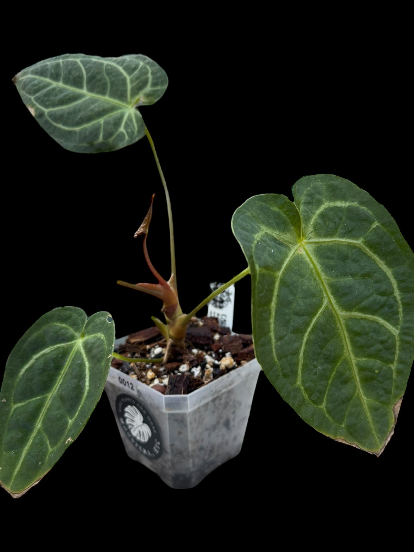 Anthurium Magnificum x Regale by Carnivero #0012