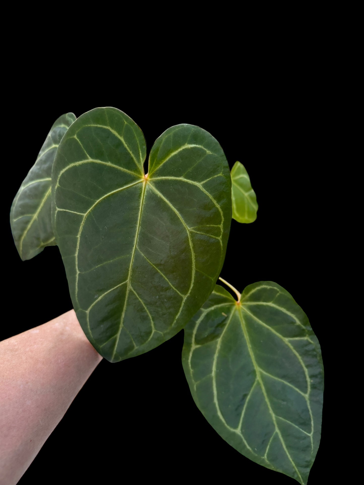 Anthurium NoID Barry Schwartz #0014