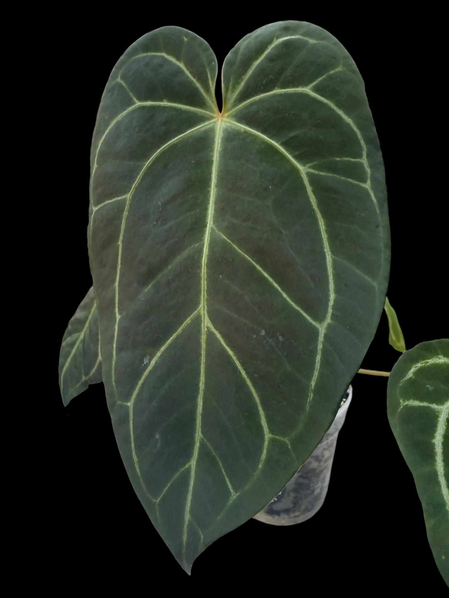 Anthurium NoID Barry Schwartz #0014