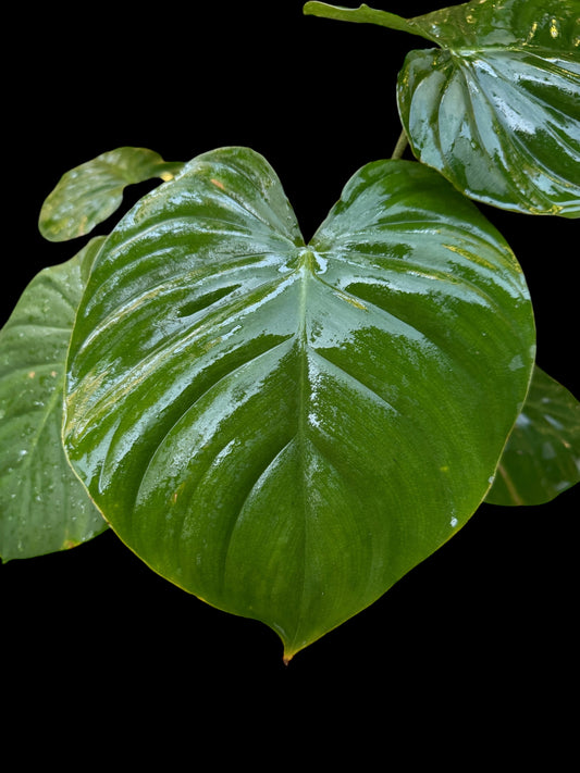 Philodendron Nangaritense