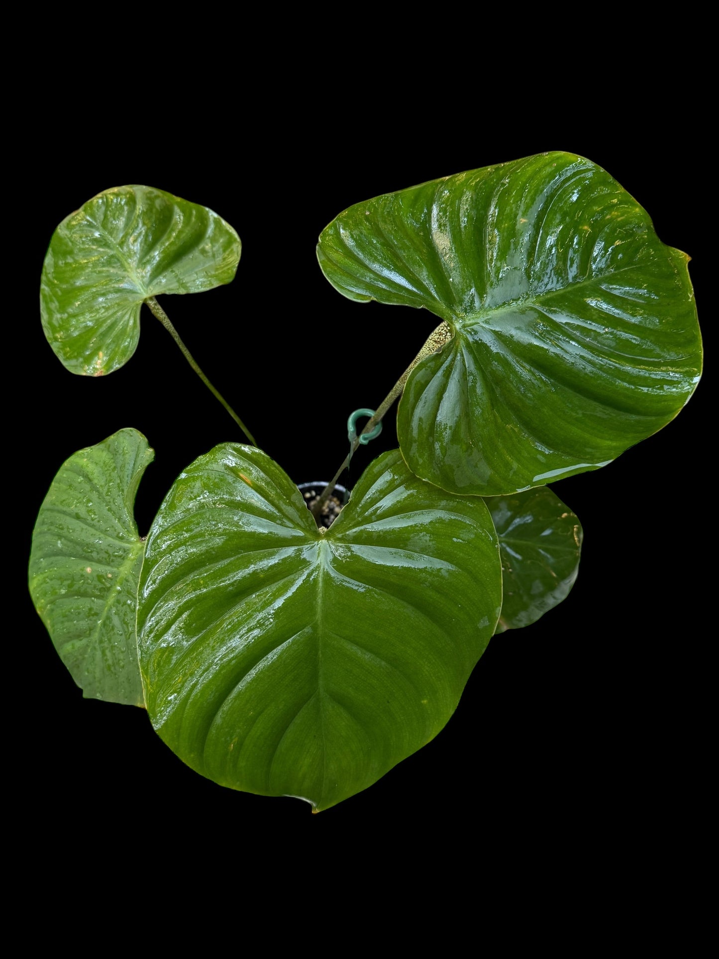 Philodendron Nangaritense