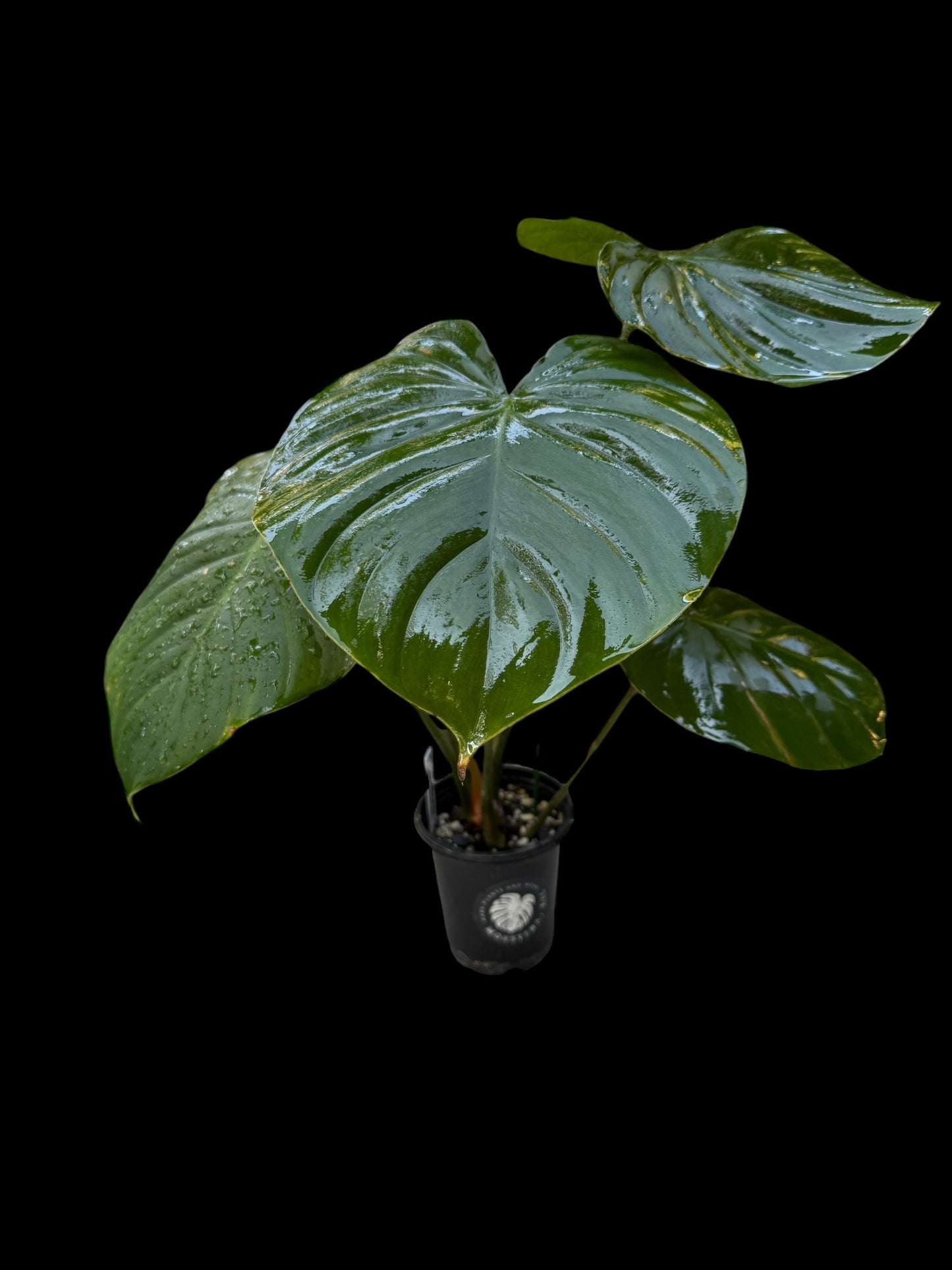 Philodendron Nangaritense