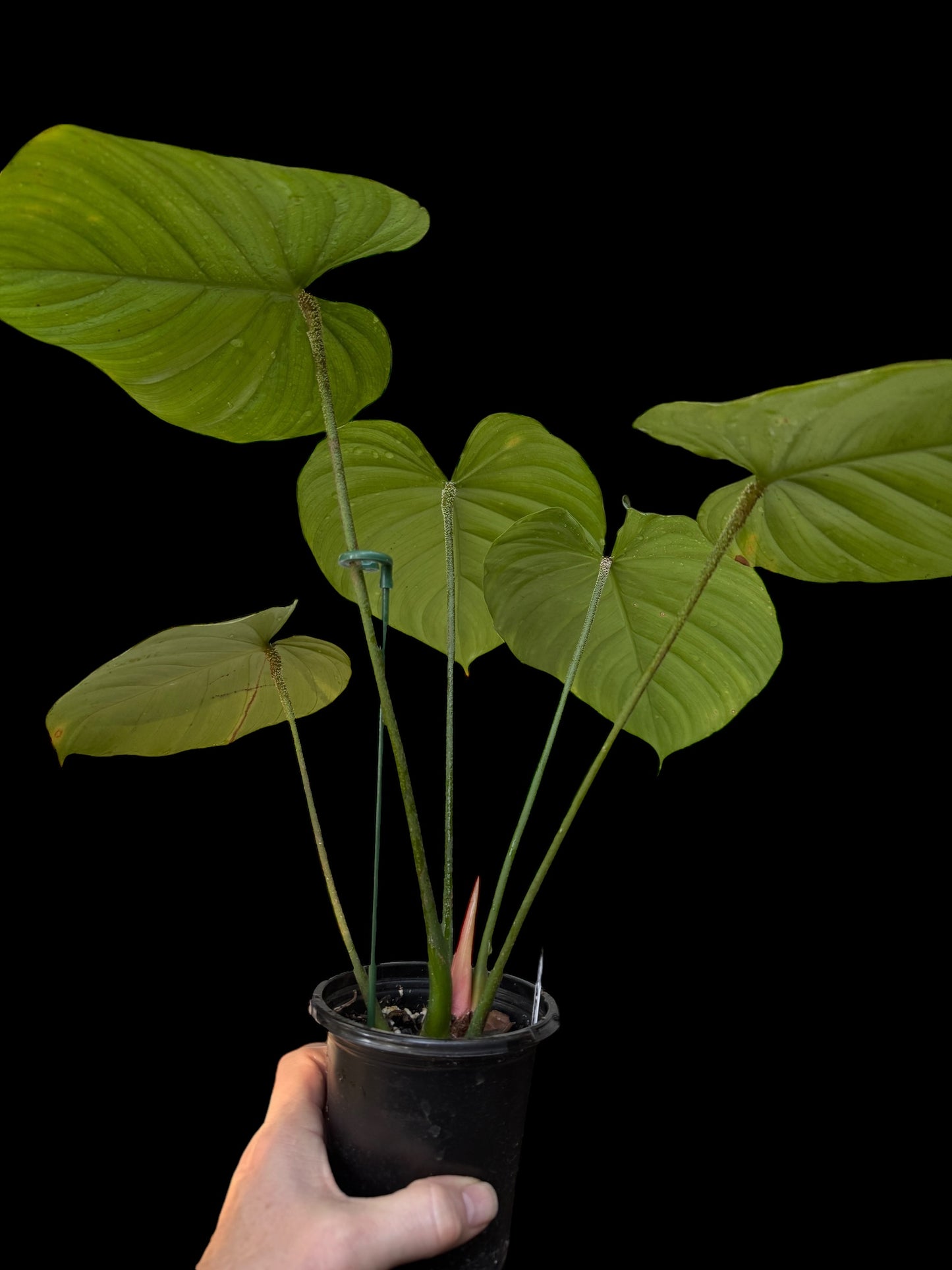 Philodendron Nangaritense