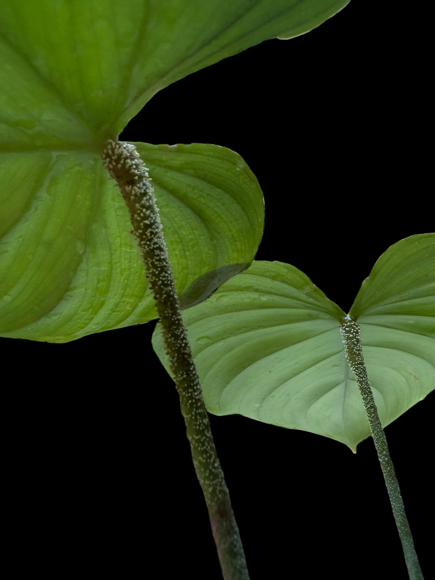 Philodendron Nangaritense