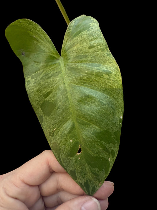 Philodendron Paraiso Verde