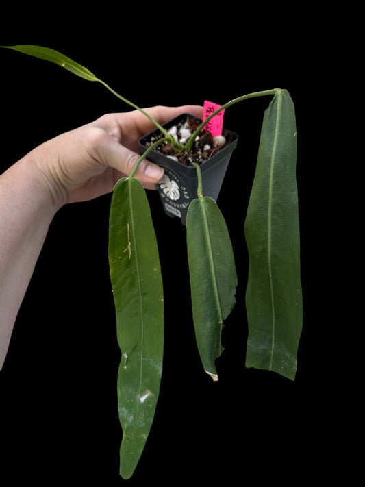 Anthurium Pallidiflorum #0019