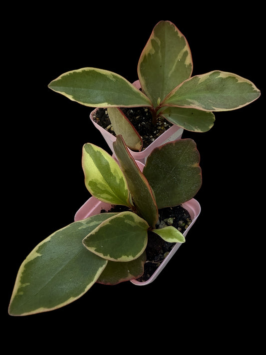 Peperomia Clusifolia Variegata