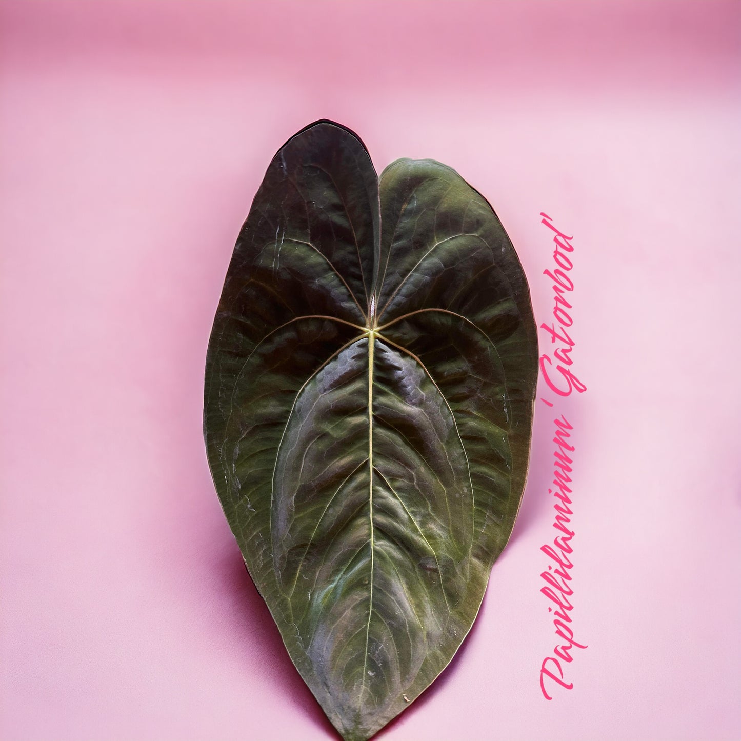 Anthurium Papillilaminum ‘Gatorbod’ x (Michelle x Zara) Seedling