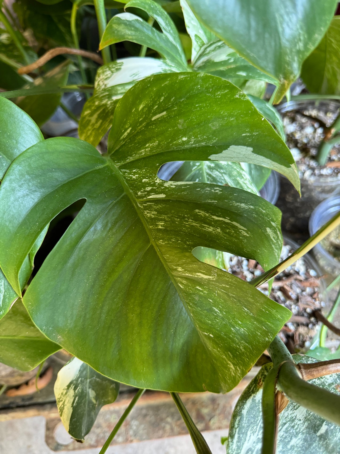 Monstera Albo variegata