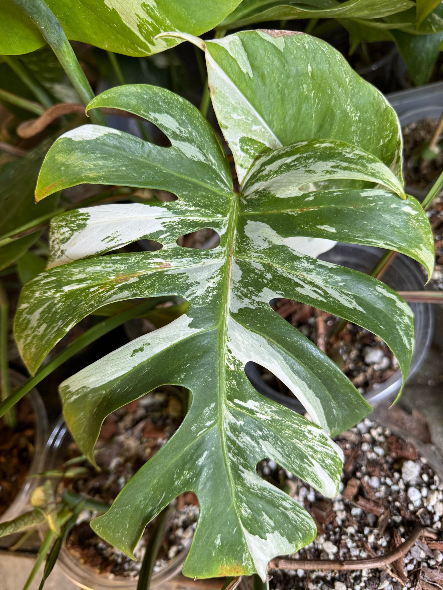 Monstera Albo variegata