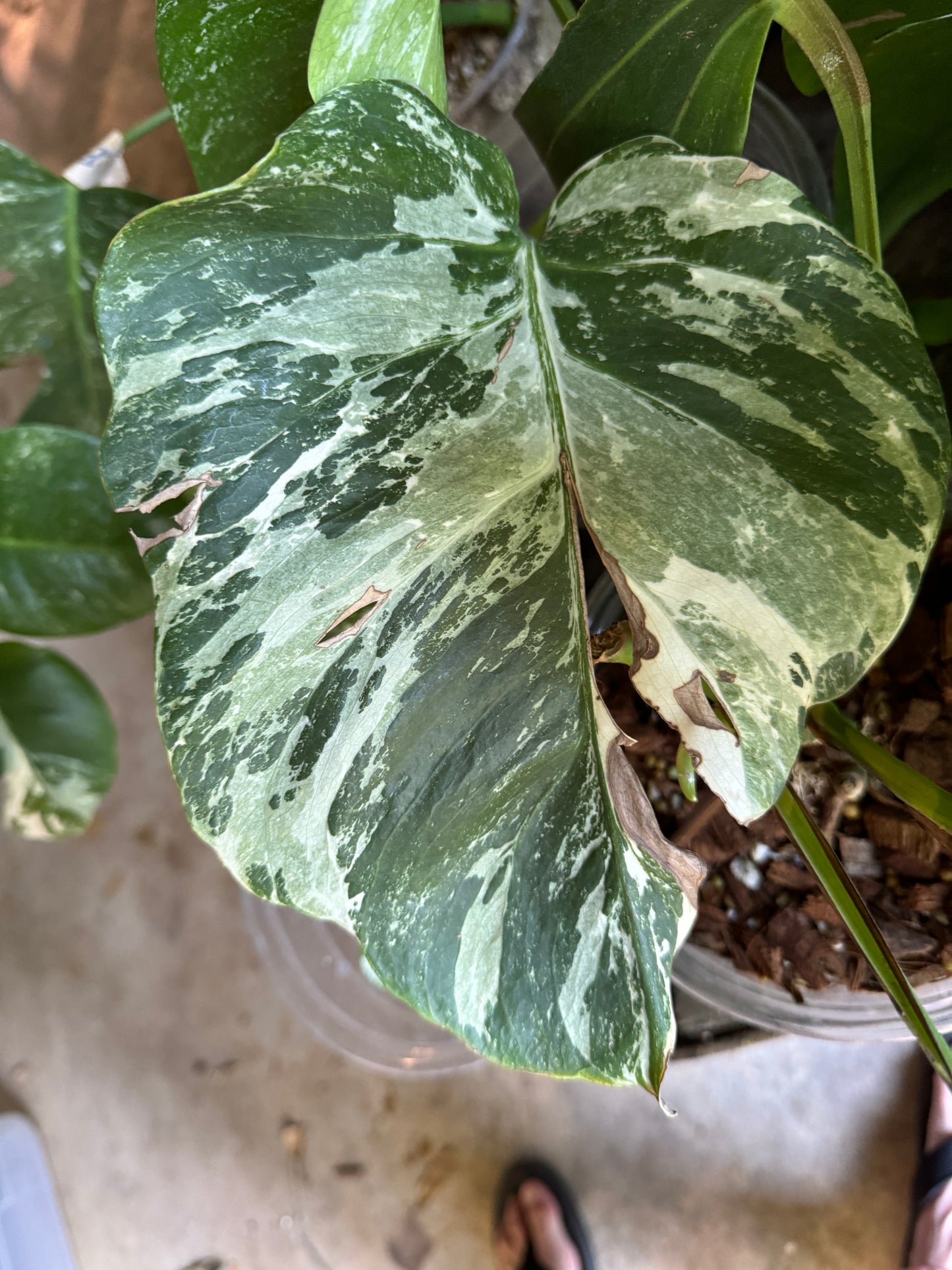 Monstera Albo variegata