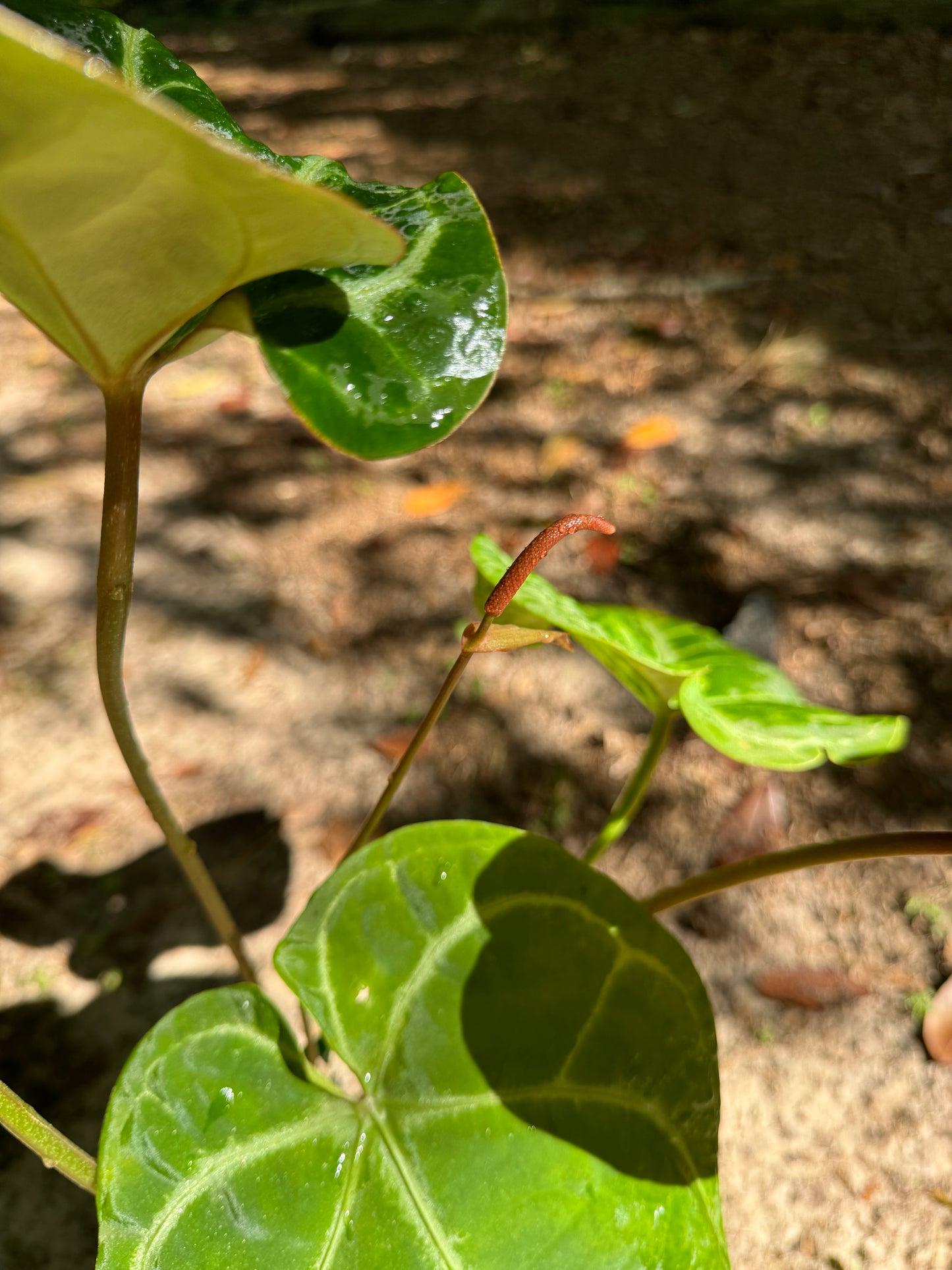 Anthurium “Pink Lemonade” x Besseae aff SEEDLING