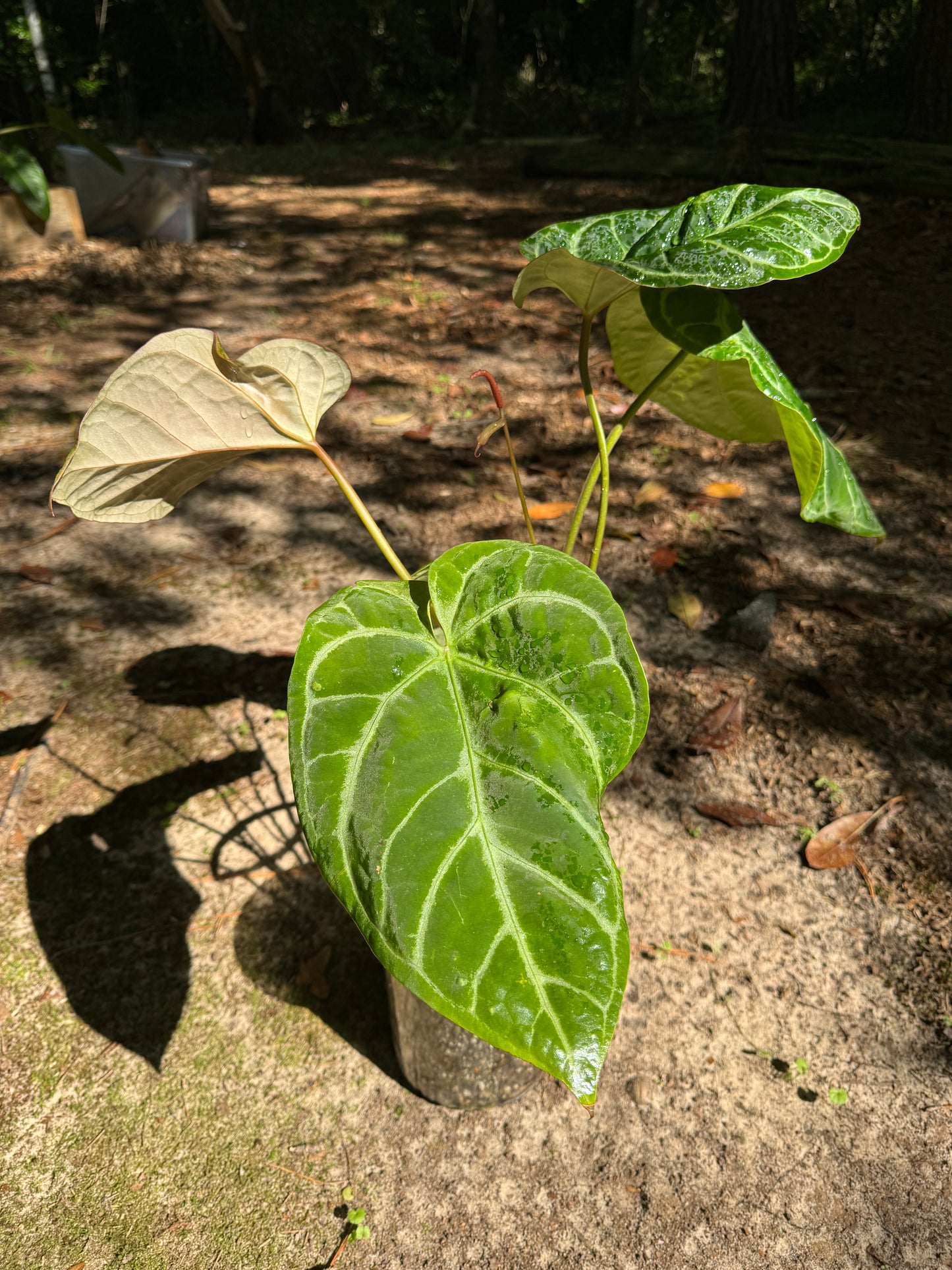 Anthurium “Pink Lemonade” x Besseae aff SEEDLING