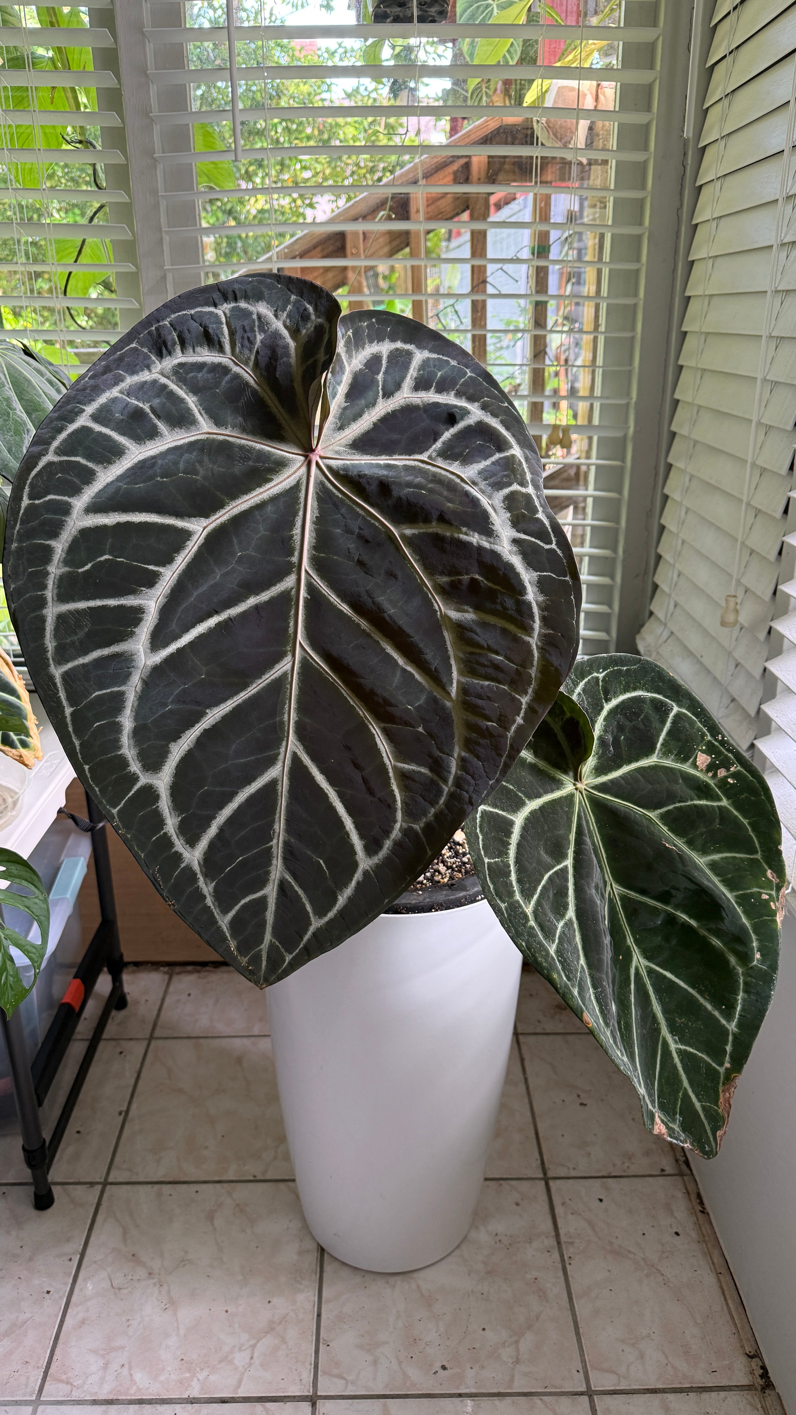 Anthurium (Pink Lemonade × Black Widow Michelle) Self — Seedling