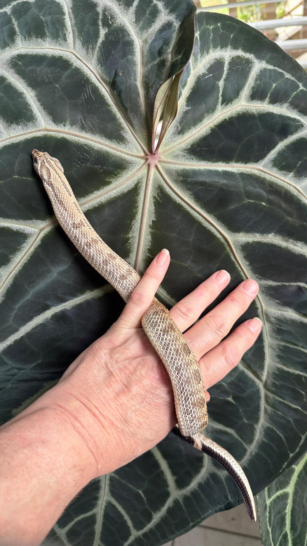 Anthurium (Pink Lemonade × Black Widow Michelle) Self
