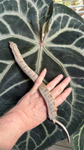 Anthurium (Pink Lemonade × Black Widow Michelle) Self