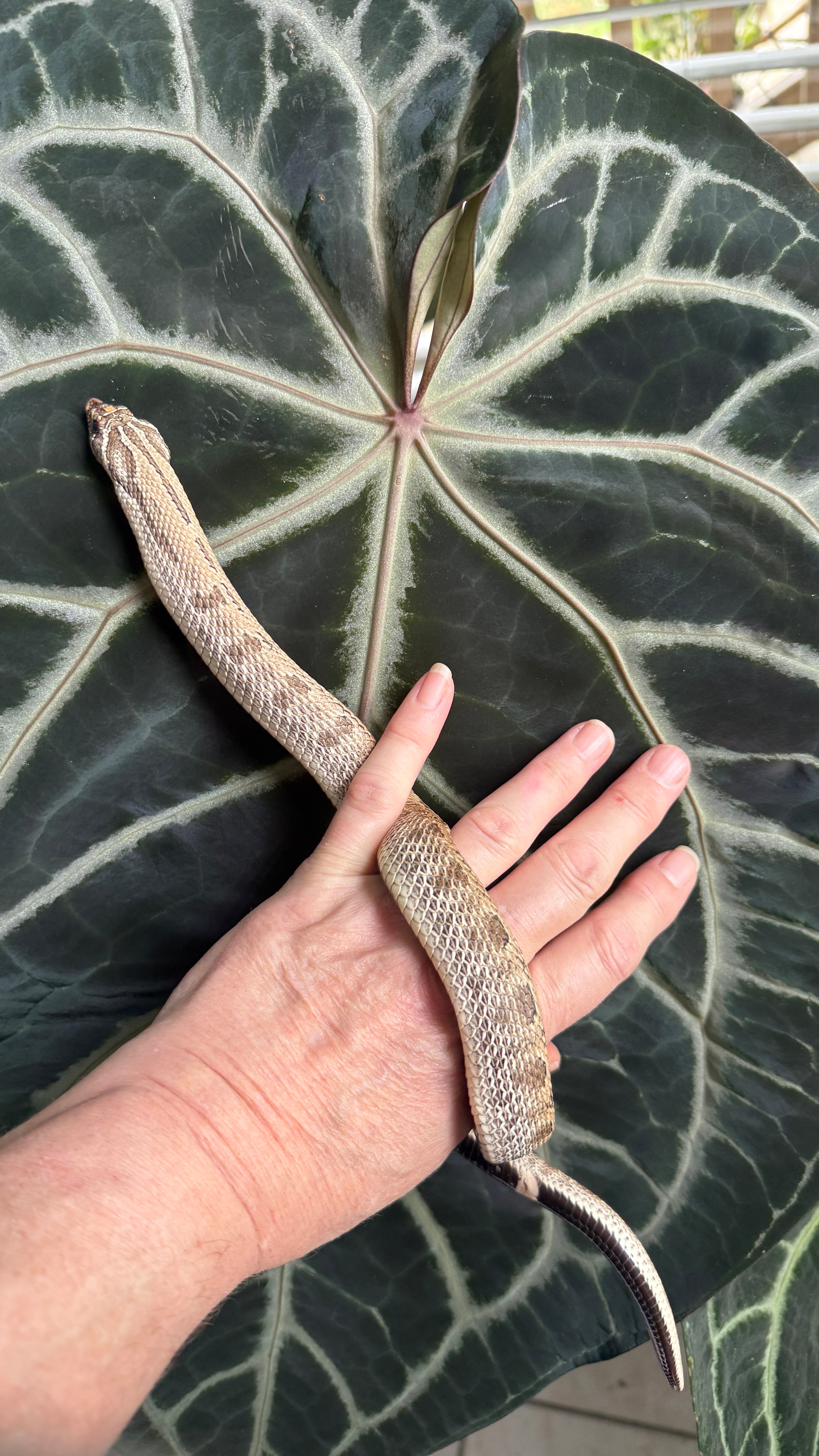 Anthurium (Pink Lemonade × Black Widow Michelle) Self
