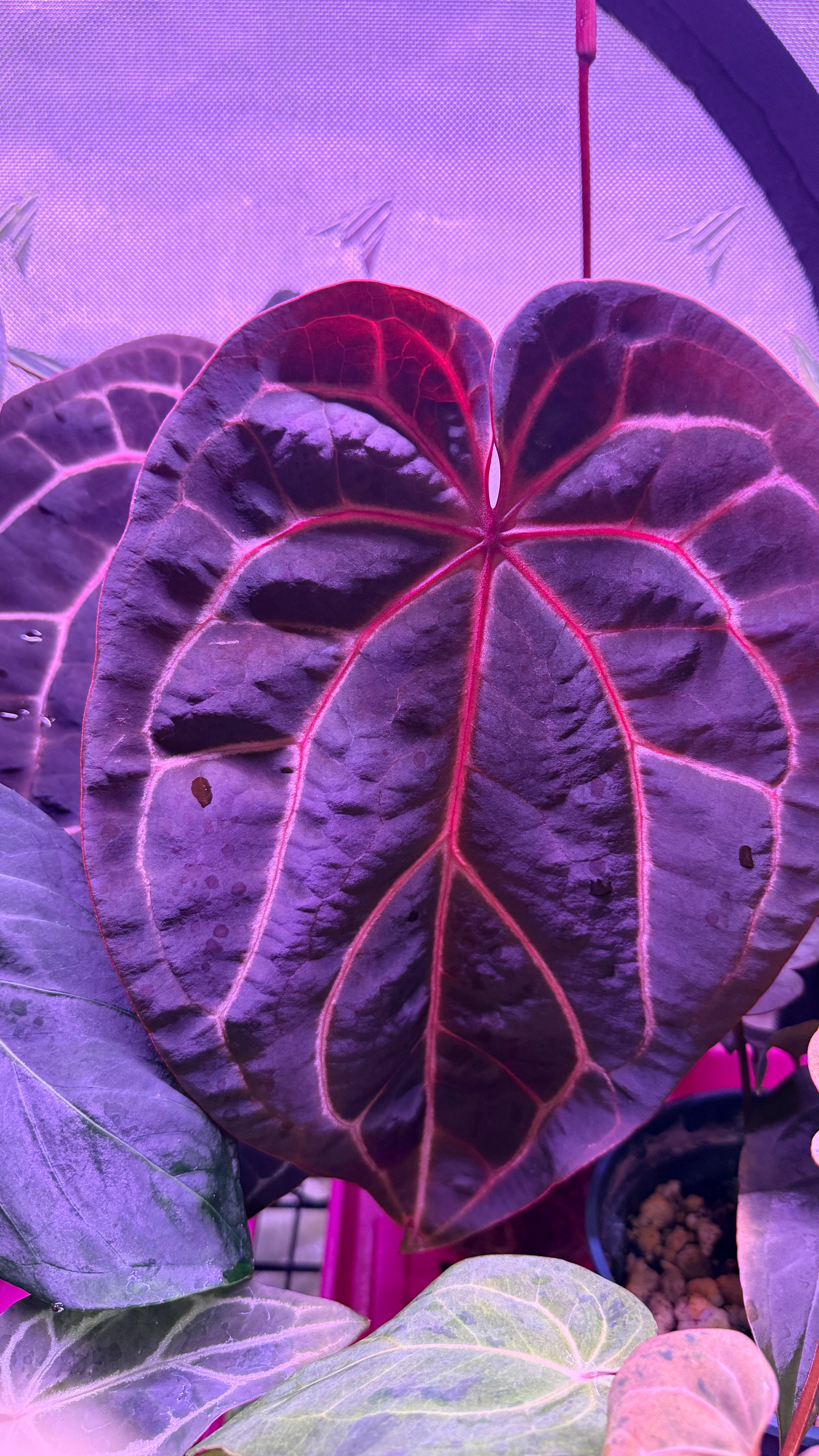 Anthurium Crystallinum - Grower's Choice