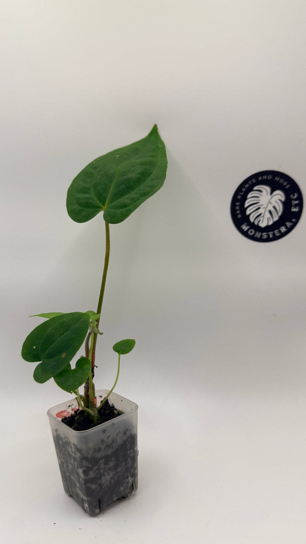 Anthurium  Antolakii (Tezula BVEP) x Papillilaminum Fort Sherman