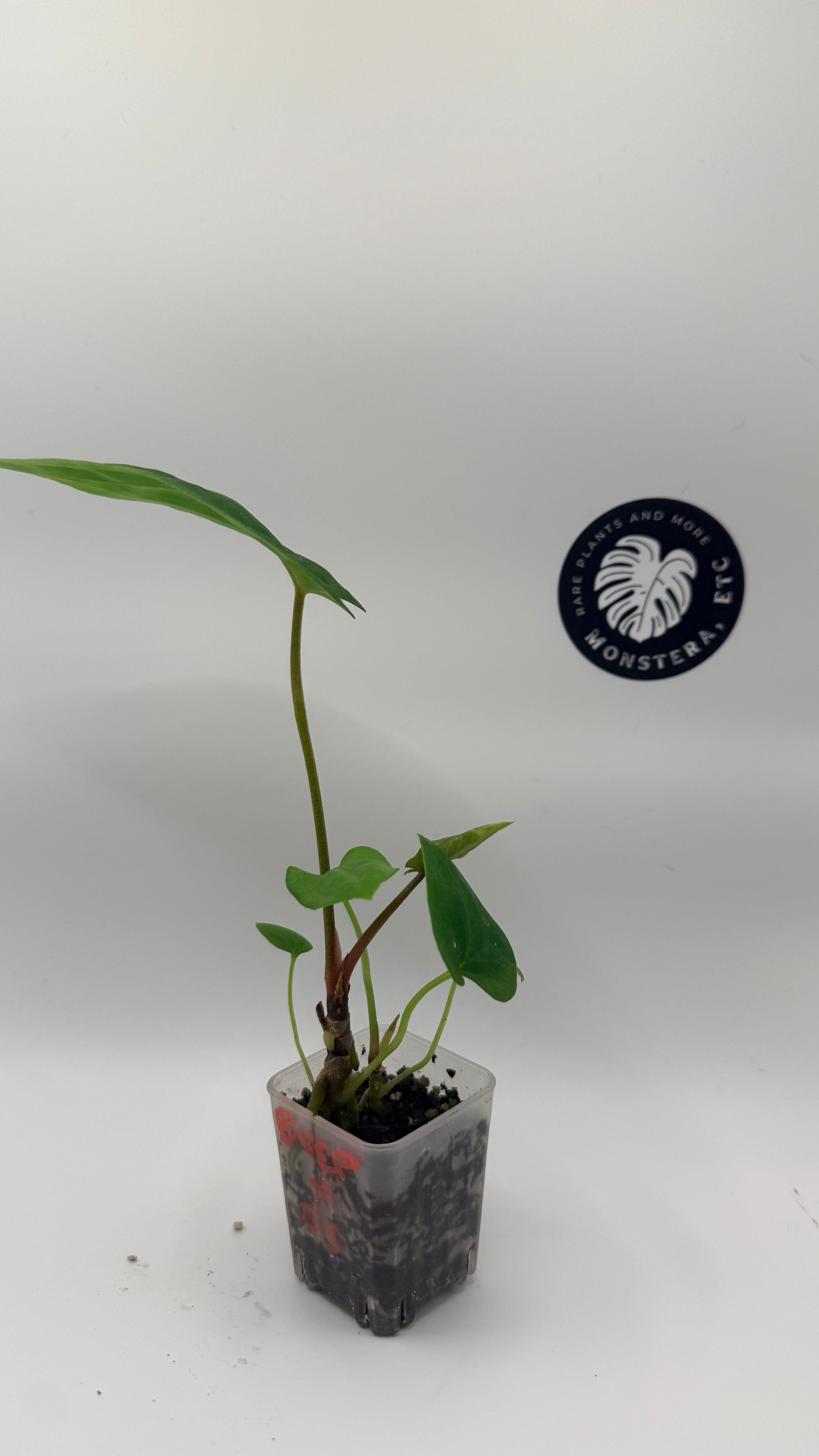 Anthurium  Antolakii (Tezula BVEP) x Papillilaminum Fort Sherman