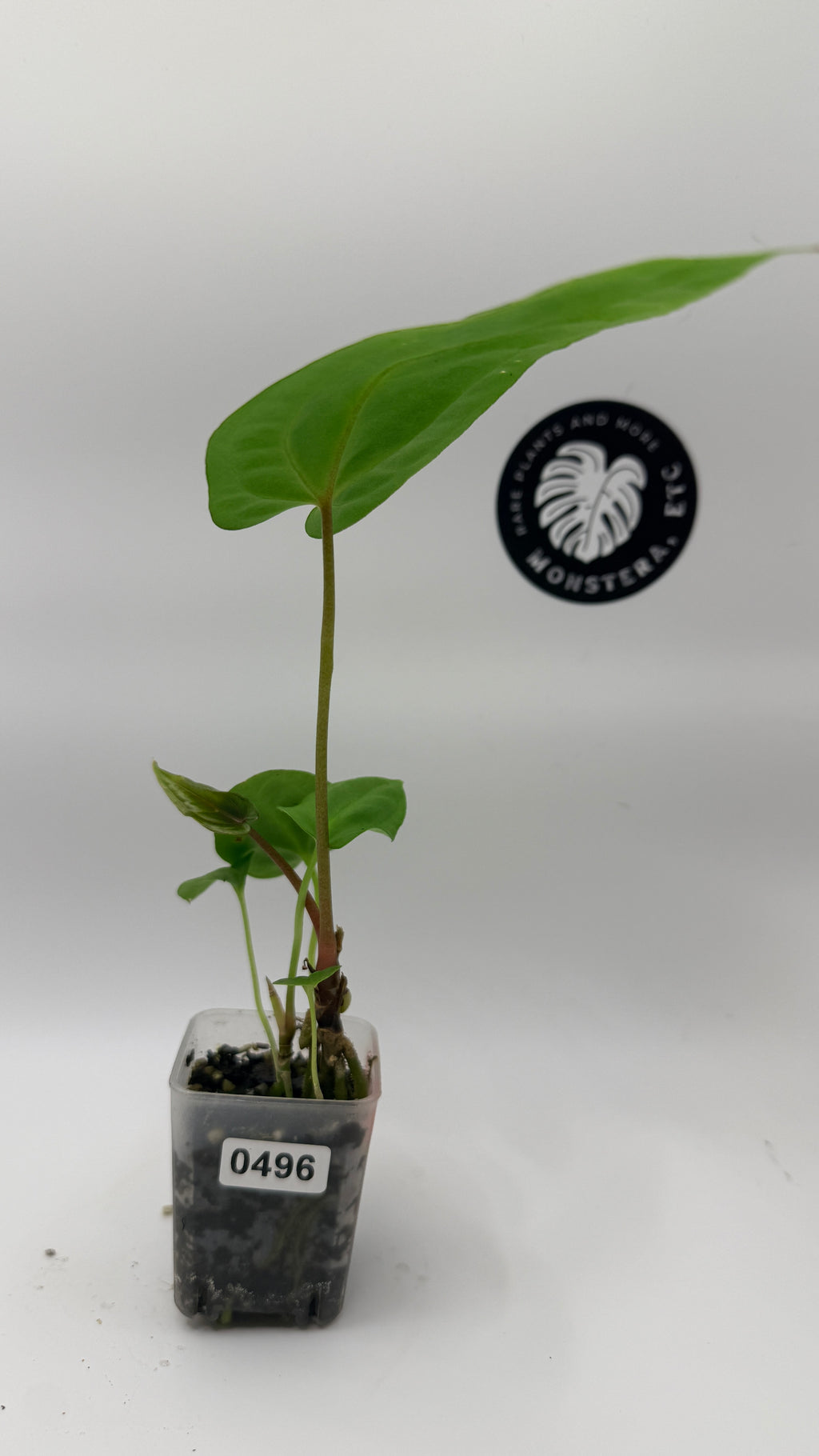 Anthurium  Antolakii (Tezula BVEP) x Papillilaminum Fort Sherman