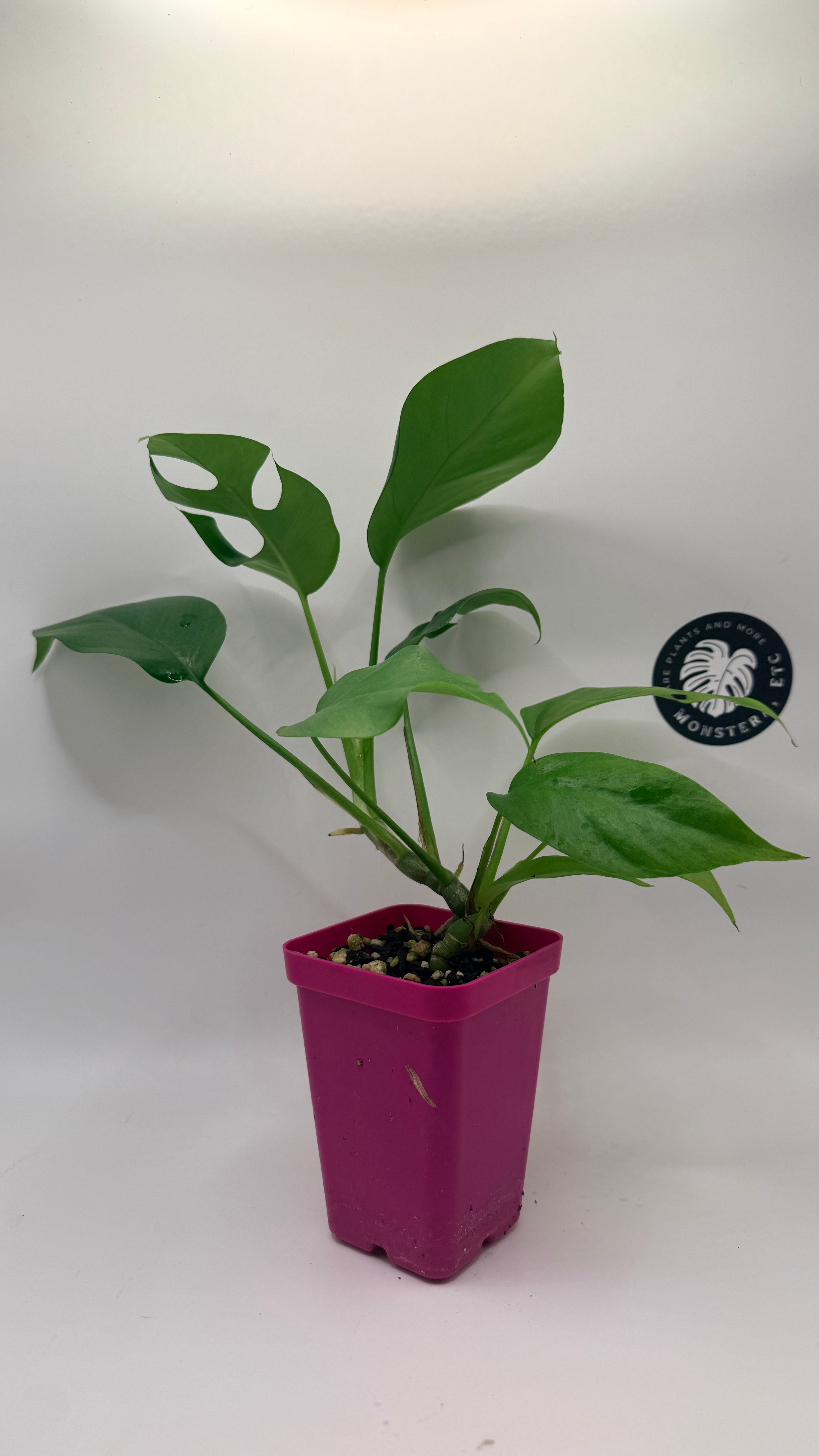 Rhaphidophora tetrasperma ("Mini Monstera")