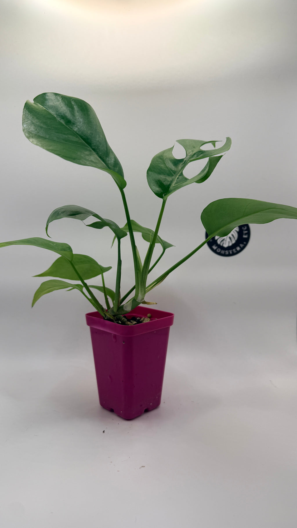Rhaphidophora tetrasperma ("Mini Monstera")