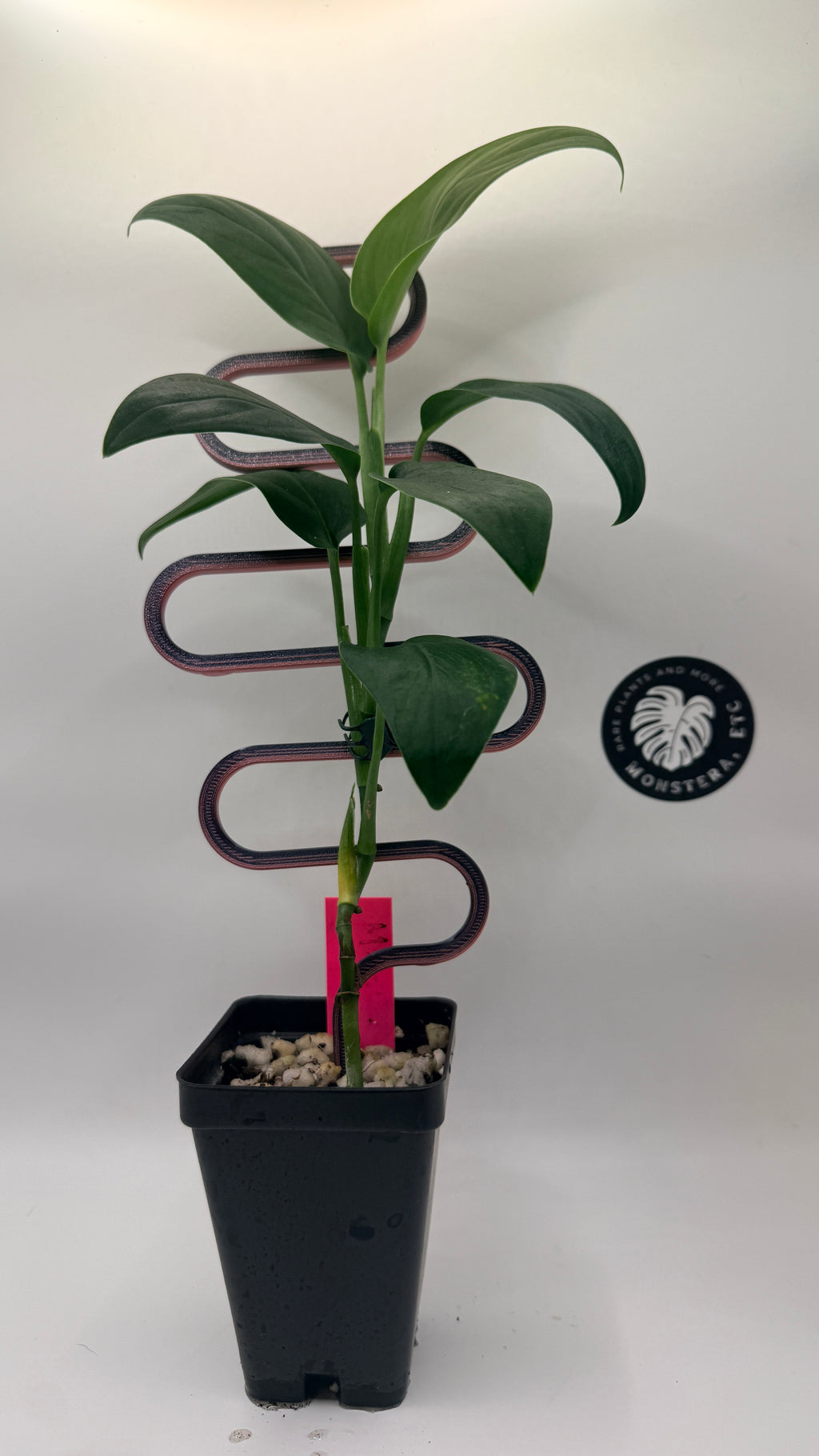 Monstera sp. Black