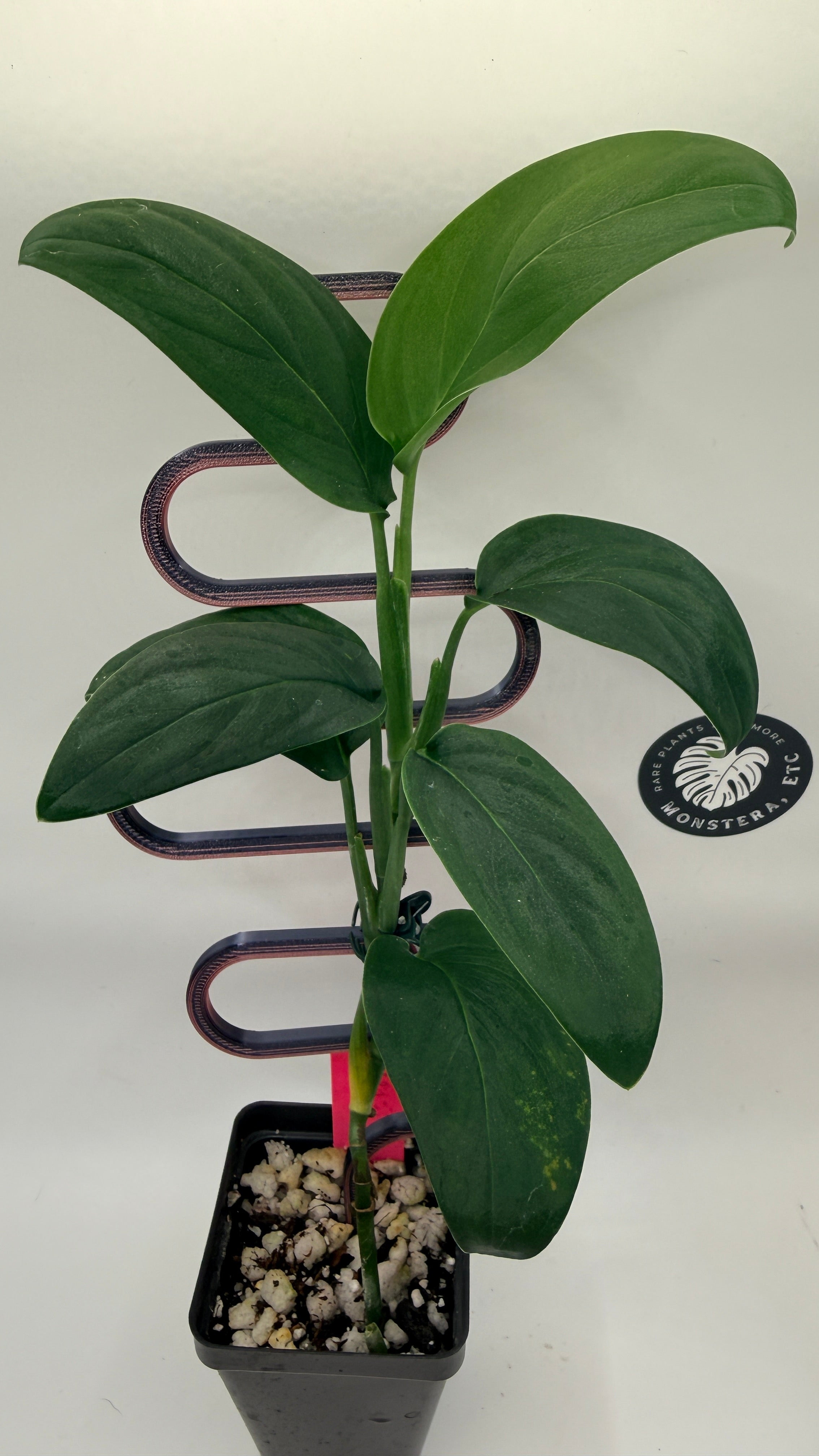 Monstera sp. Black