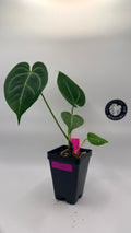Anthurium Caycee Clone × (Brielle × Zara)