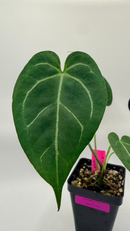 Anthurium Caycee Clone × (Brielle × Zara)