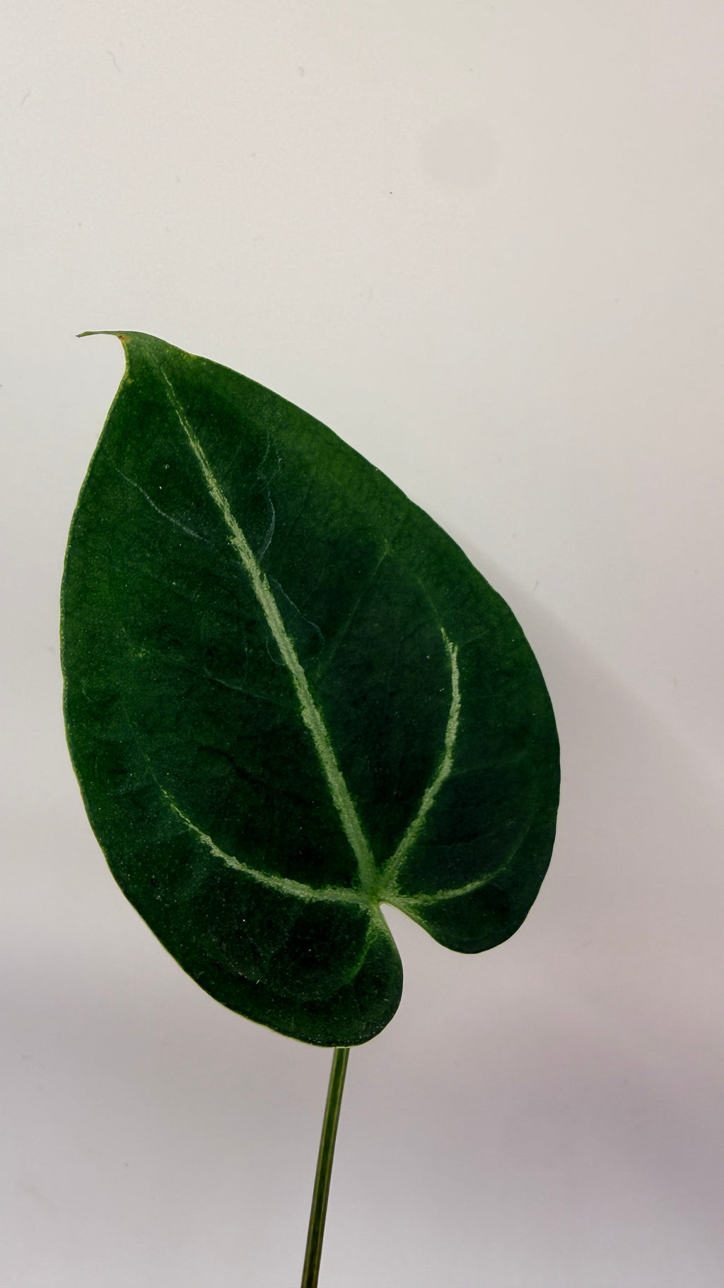 Anthurium Caycee Clone × (Brielle × Zara)