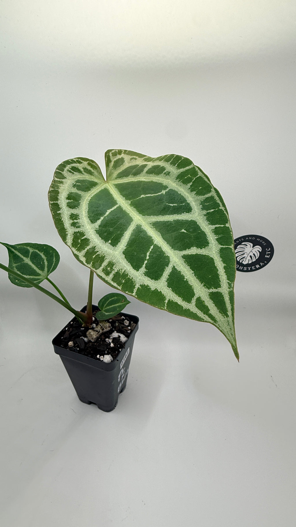 Anthurium (Pink Lemonade × Black Widow Michelle) Self