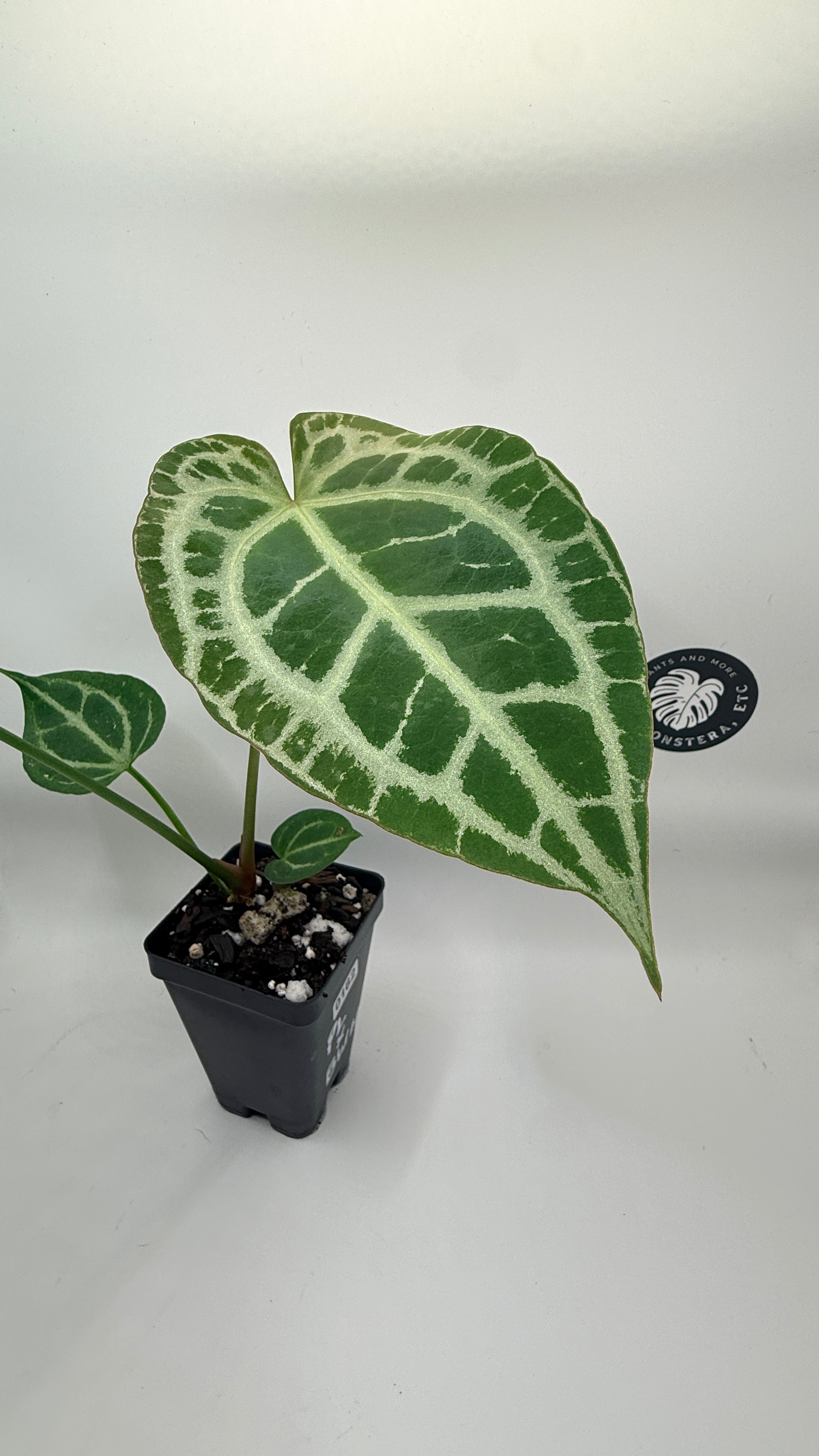 Anthurium (Pink Lemonade × Black Widow Michelle) Self