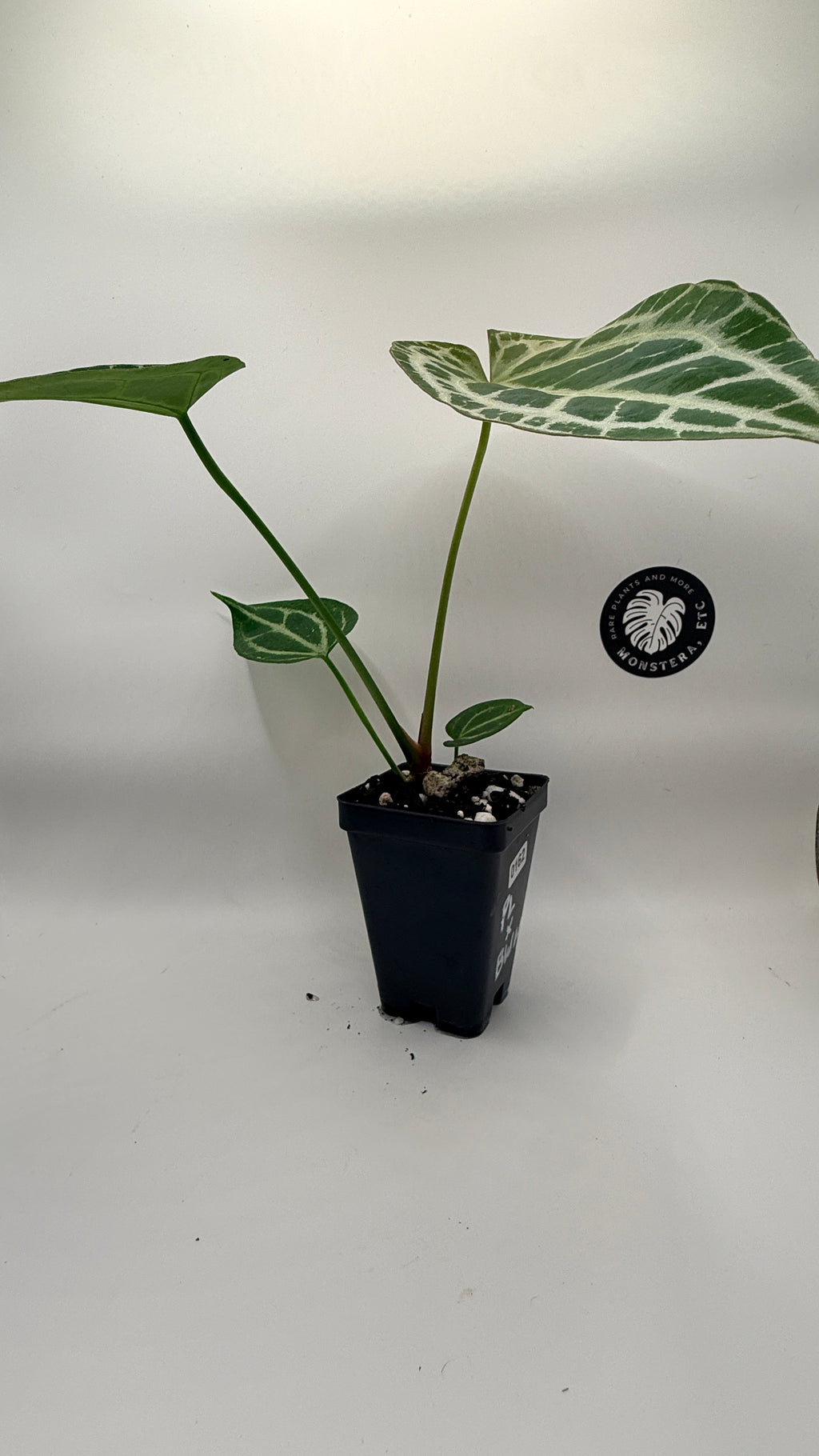 Anthurium (Pink Lemonade × Black Widow Michelle) Self