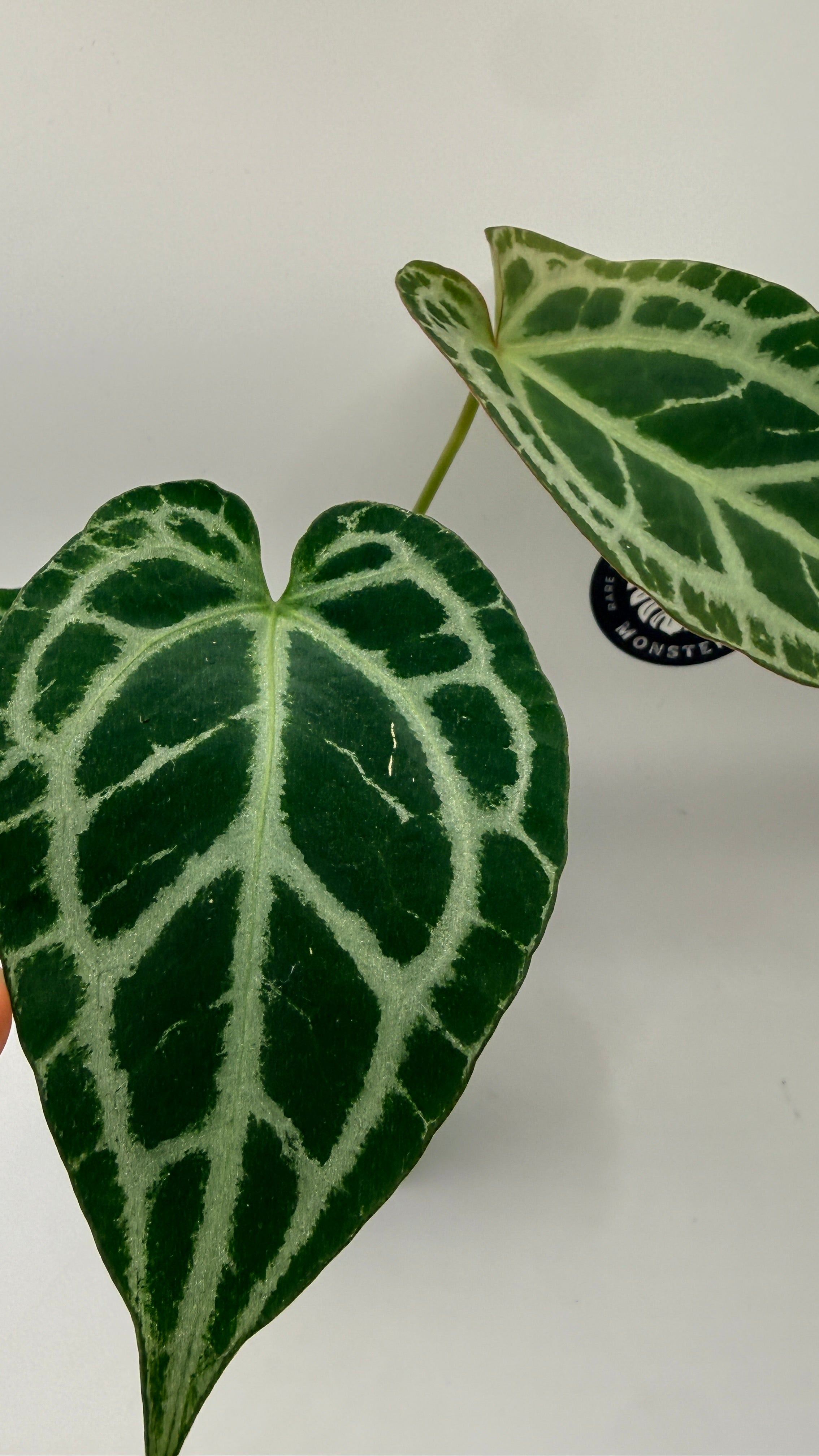 Anthurium (Pink Lemonade × Black Widow Michelle) Self