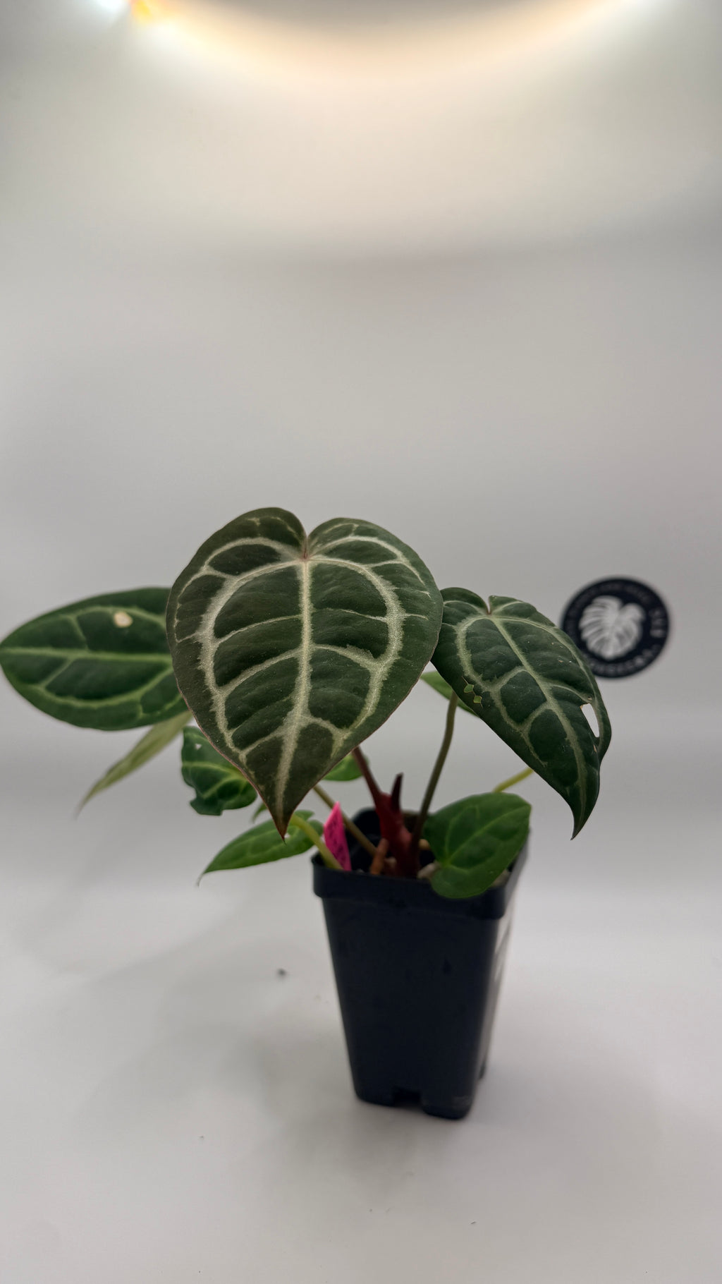 Anthurium "Zara/Michelle" x "Carla OG5"