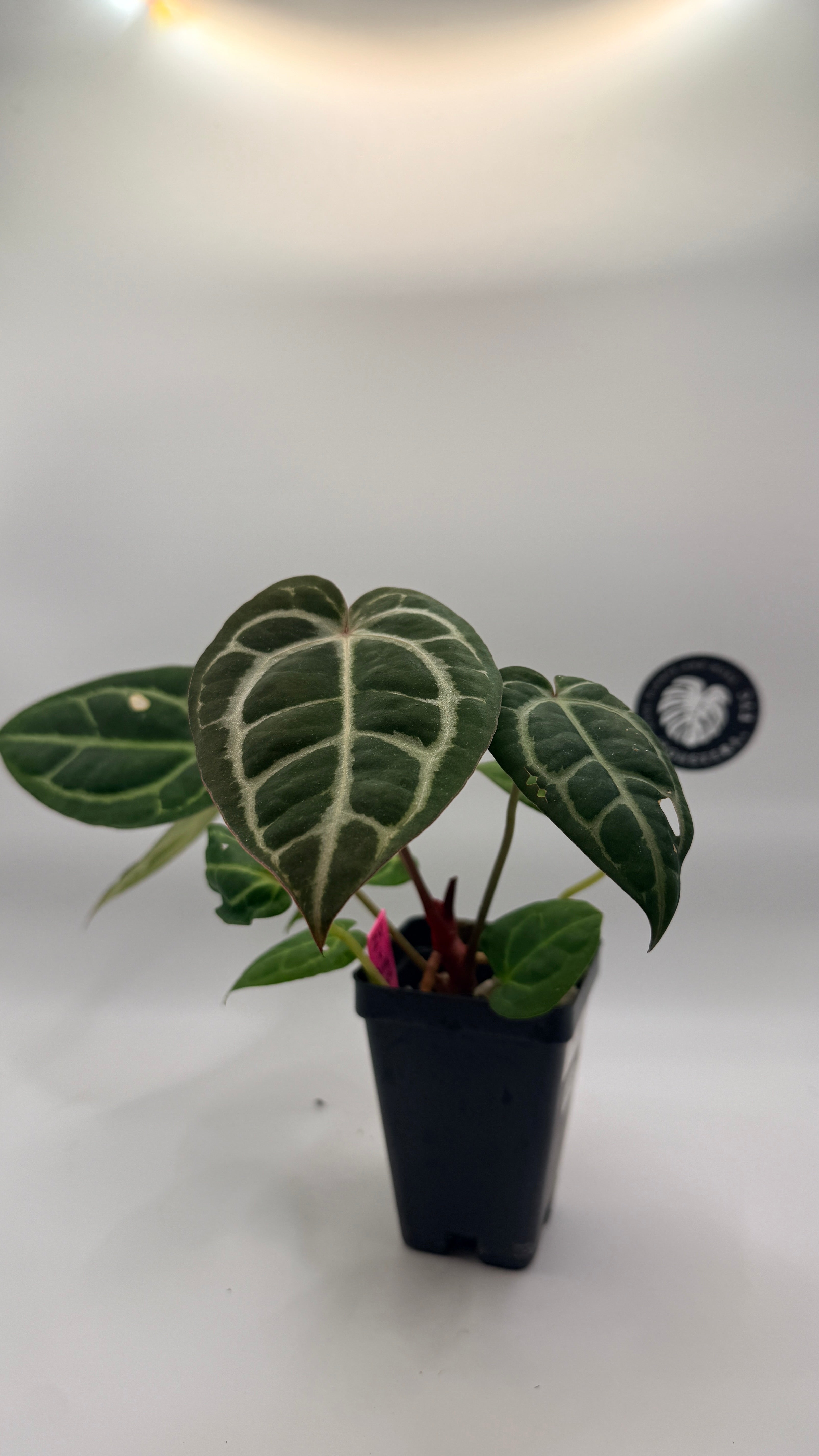 Anthurium "Zara/Michelle" x "Carla OG5"