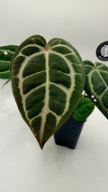 Anthurium "Zara/Michelle" x "Carla OG5"