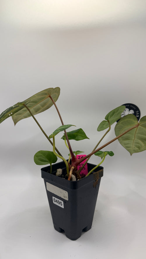 Anthurium "Zara/Michelle" x "Carla OG5"