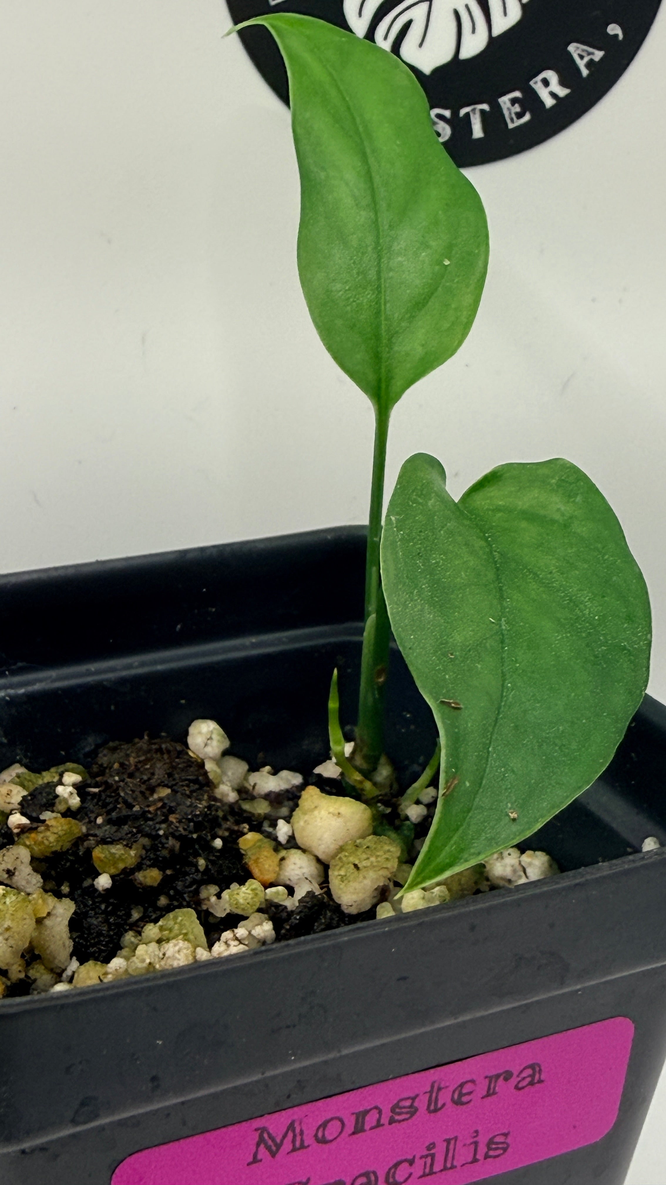 Monstera gracilis