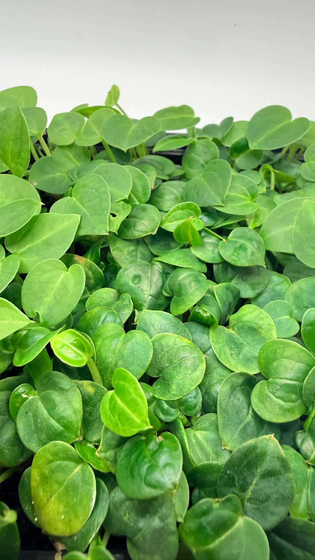 Anthurium 'Tezula Red Crystal' (selfed seedlings)