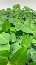 Anthurium 'Tezula Red Crystal' (selfed seedlings)