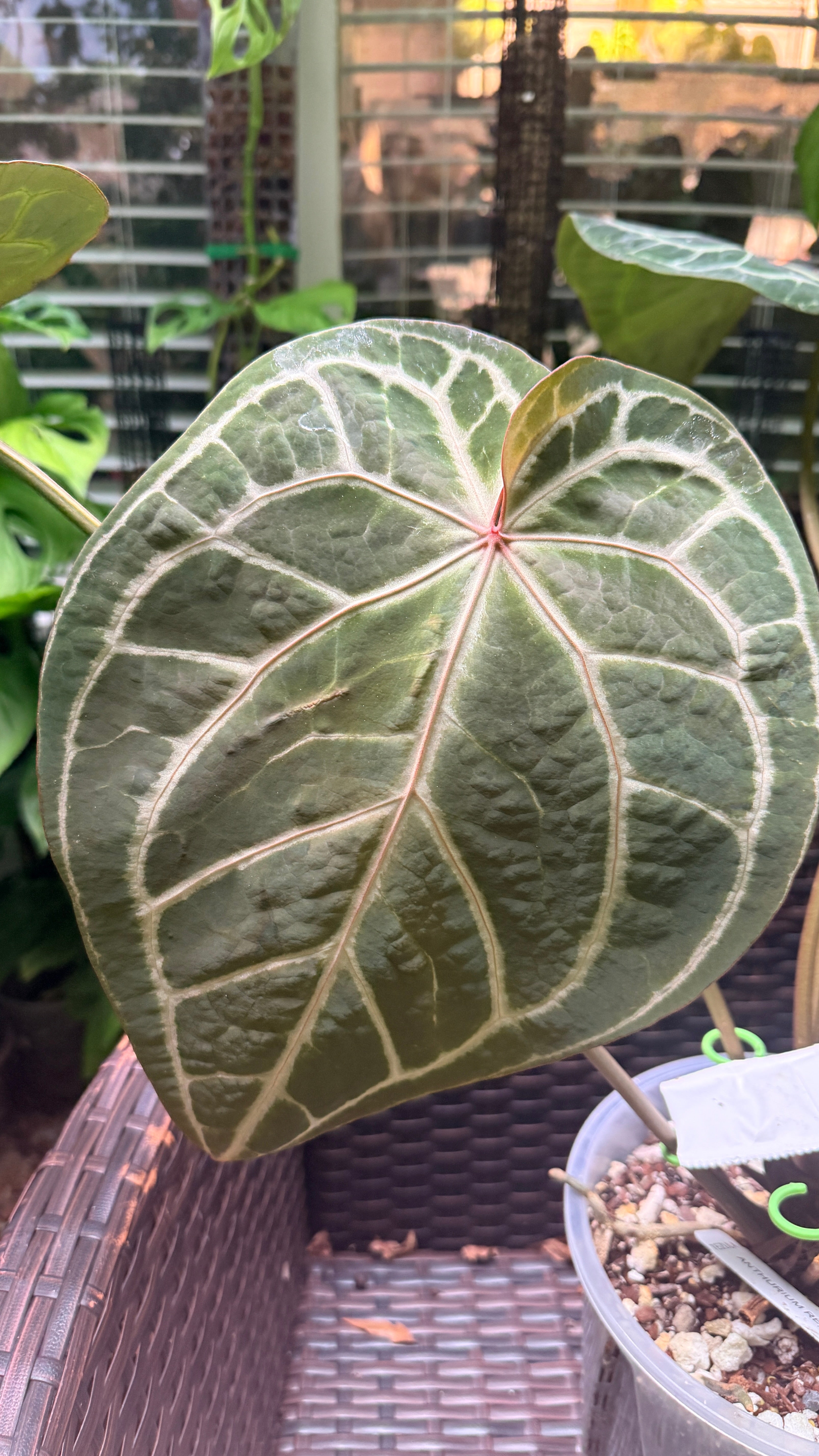 Anthurium 'Tezula Red Crystal' (selfed seedlings)