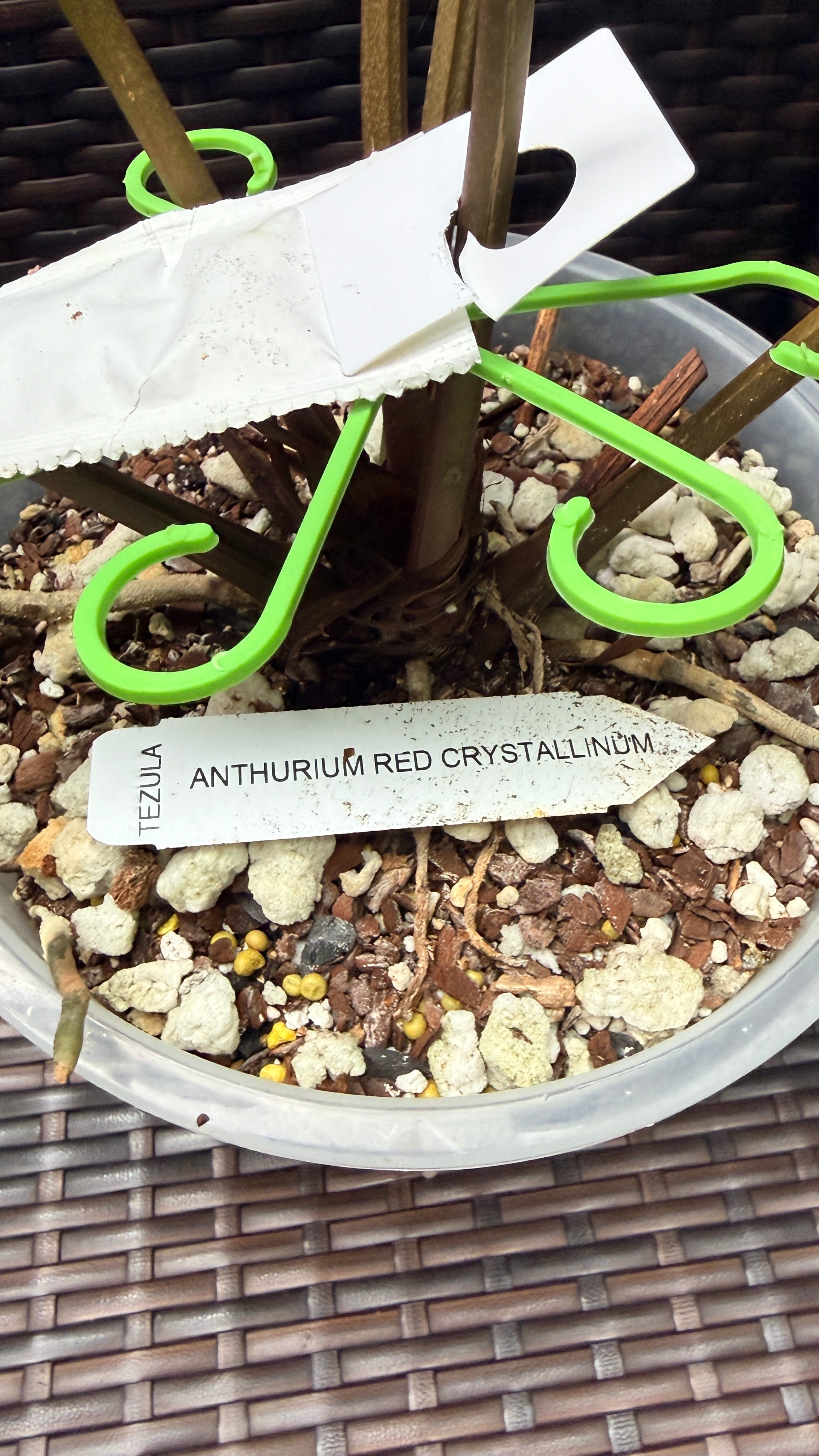 Anthurium 'Tezula Red Crystal' (selfed seedlings)