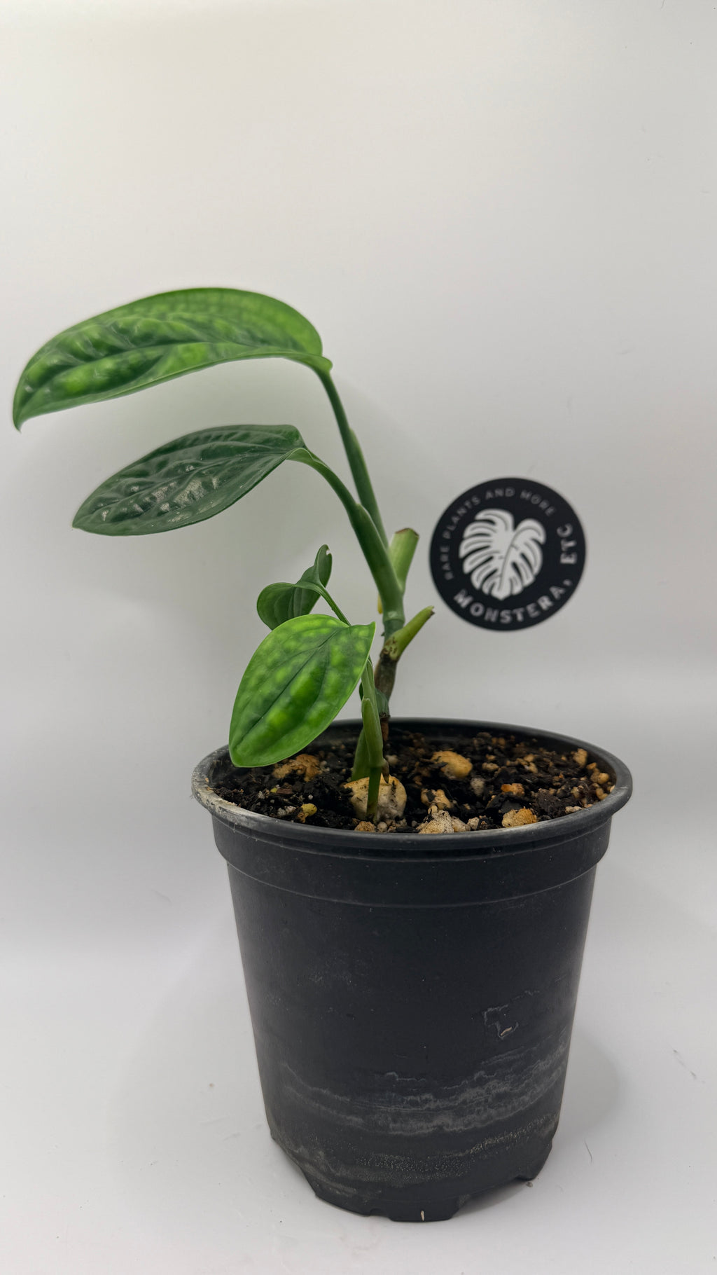 Monstera sp. ‘Peru’