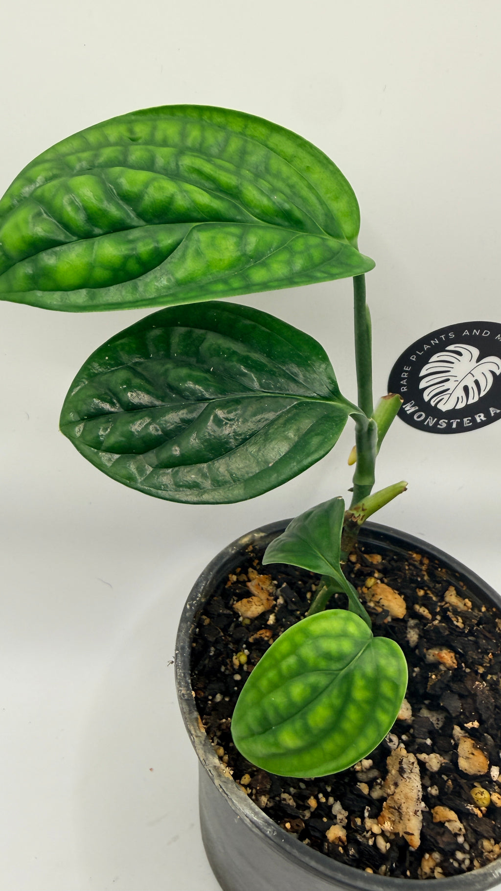 Monstera sp. ‘Peru’